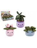 Planta Peluche-Be Love